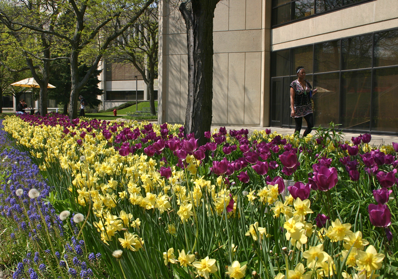 student walking on campus among tulips